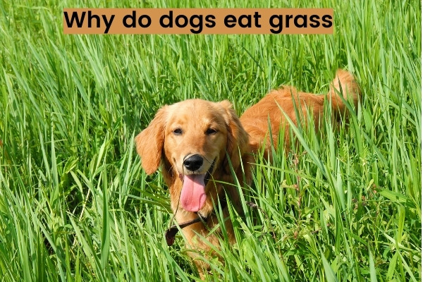 Why do dogs eat grass