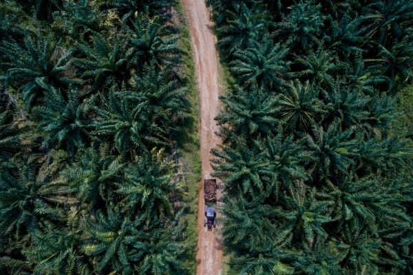 Indonesia Bans Palm Oil Export
